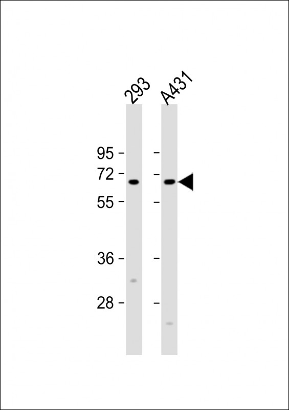 All lanes : Anti-EIF3L Antibody (N-term) at 1:1000 dilution Lane 1: 293 whole cell lysate Lane 2: A431 whole cell lysate Lysates/proteins at 20 µg per lane. Secondary Goat Anti-Rabbit IgG, (H+L), Peroxidase conjugated at 1/10000 dilution. Predicted band size : 67 kDa Blocking/Dilution buffer: 5% NFDM/TBST.