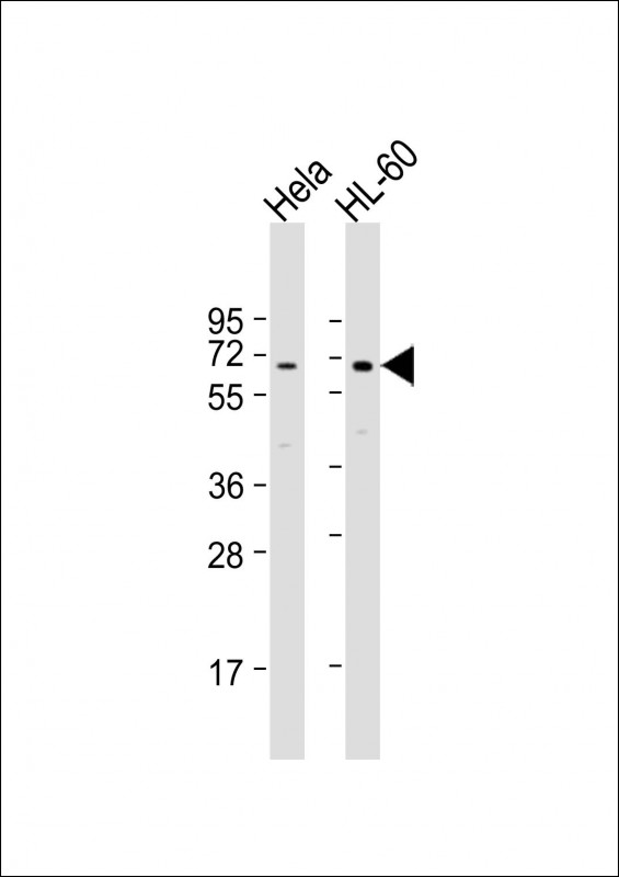 All lanes : Anti-PIGB Antibody (N-term) at 1:1000 dilution Lane 1: Hela whole cell lysate Lane 2: HL-60 whole cell lysate Lysates/proteins at 20 µg per lane. Secondary Goat Anti-Rabbit IgG, (H+L), Peroxidase conjugated at 1/10000 dilution. Predicted band size : 65 kDa Blocking/Dilution buffer: 5% NFDM/TBST.