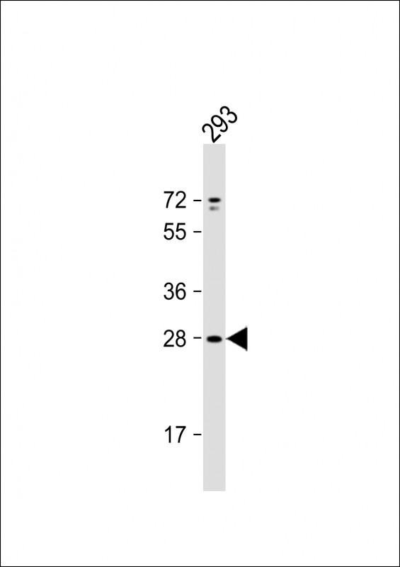 Anti-UNC50 Antibody (N-term) at 1:1000 dilution + 293 whole cell lysate Lysates/proteins at 20 µg per lane. Secondary Goat Anti-Rabbit IgG, (H+L), Peroxidase conjugated at 1/10000 dilution. Predicted band size : 30 kDa Blocking/Dilution buffer: 5% NFDM/TBST.