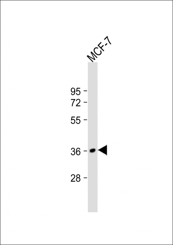Anti-MFRN2 Antibody (N-term) at 1:2000 dilution + MCF-7 whole cell lysate Lysates/proteins at 20 µg per lane. Secondary Goat Anti-Rabbit IgG, (H+L), Peroxidase conjugated at 1/10000 dilution. Predicted band size : 39 kDa Blocking/Dilution buffer: 5% NFDM/TBST.