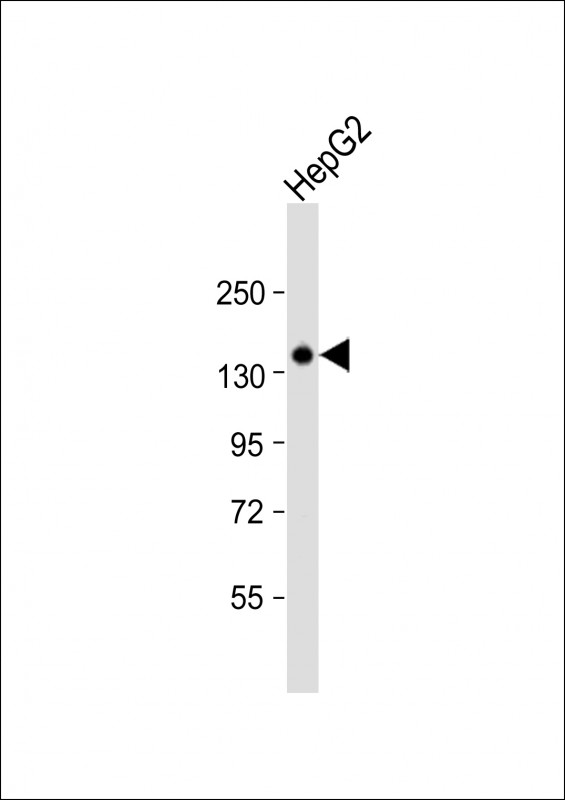 Anti-OPLAH Antibody (N-term) at 1:1000 dilution + HepG2 whole cell lysate Lysates/proteins at 20 µg per lane. Secondary Goat Anti-Rabbit IgG, (H+L), Peroxidase conjugated at 1/10000 dilution. Predicted band size : 137 kDa Blocking/Dilution buffer: 5% NFDM/TBST.