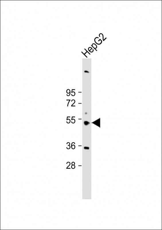 Anti-CYP3A43 Antibody (Center) at 1:2000 dilution + HepG2 whole cell lysate Lysates/proteins at 20 µg per lane. Secondary Goat Anti-Rabbit IgG, (H+L), Peroxidase conjugated at 1/10000 dilution. Predicted band size : 58 kDa Blocking/Dilution buffer: 5% NFDM/TBST.