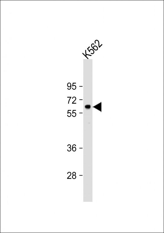 Anti-RARS2 Antibody (C-term) at 1:1000 dilution + K562 whole cell lysate Lysates/proteins at 20 µg per lane. Secondary Goat Anti-Rabbit IgG, (H+L), Peroxidase conjugated at 1/10000 dilution. Predicted band size : 66 kDa Blocking/Dilution buffer: 5% NFDM/TBST.