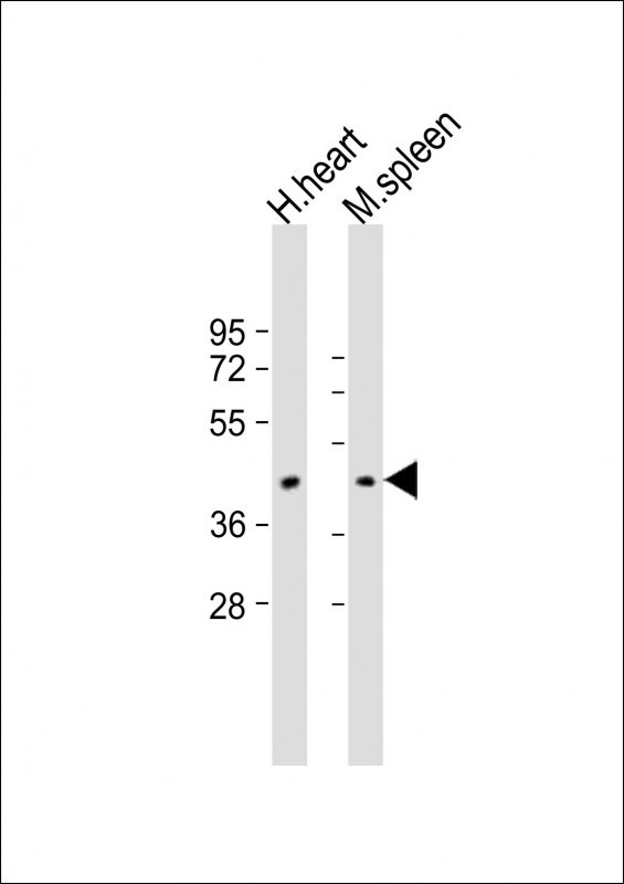 All lanes : Anti-COXI Antibody (Center) at 1:2000 dilution Lane 1: human heart lysate Lane 2: mouse spleen lysate Lysates/proteins at 20 µg per lane. Secondary Goat Anti-Rabbit IgG, (H+L), Peroxidase conjugated at 1/10000 dilution. Predicted band size : 57 kDa Blocking/Dilution buffer: 5% NFDM/TBST.