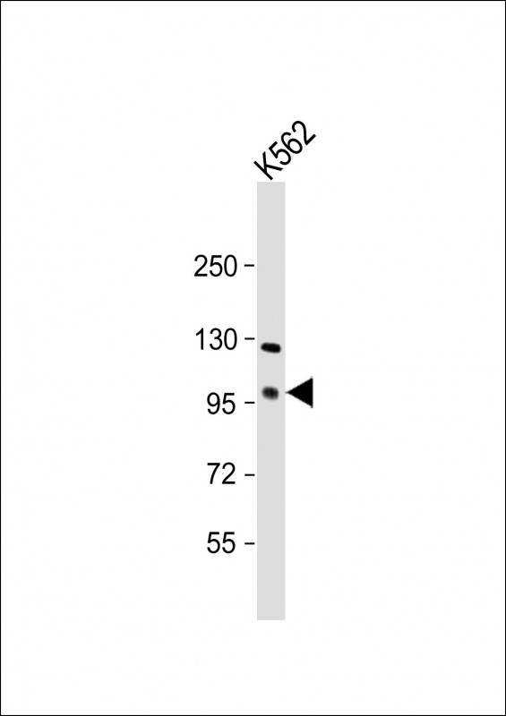 Anti-FOXK1Antibody(C-term) at 1:500 dilution + K562 whole cell lysate Lysates/proteins at 20 µg per lane. Secondary Goat Anti-Rabbit IgG, (H+L), Peroxidase conjugated at 1/10000 dilution. Predicted band size : 75 kDa Blocking/Dilution buffer: 5% NFDM/TBST.