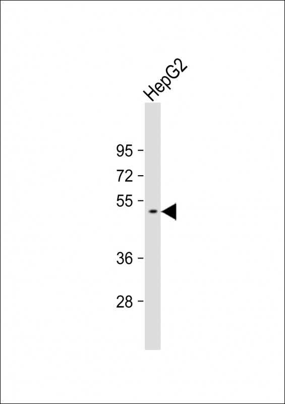 Anti-GTDC1 Antibody (Center) at 1:1000 dilution + HepG2 whole cell lysate Lysates/proteins at 20 µg per lane. Secondary Goat Anti-Rabbit IgG, (H+L), Peroxidase conjugated at 1/10000 dilution. Predicted band size : 53 kDa Blocking/Dilution buffer: 5% NFDM/TBST.