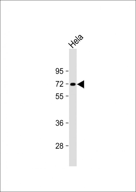 Anti-INTS9 Antibody (C-term) at 1:1000 dilution + Hela whole cell lysate Lysates/proteins at 20 µg per lane. Secondary Goat Anti-Rabbit IgG, (H+L), Peroxidase conjugated at 1/10000 dilution. Predicted band size : 74 kDa Blocking/Dilution buffer: 5% NFDM/TBST.