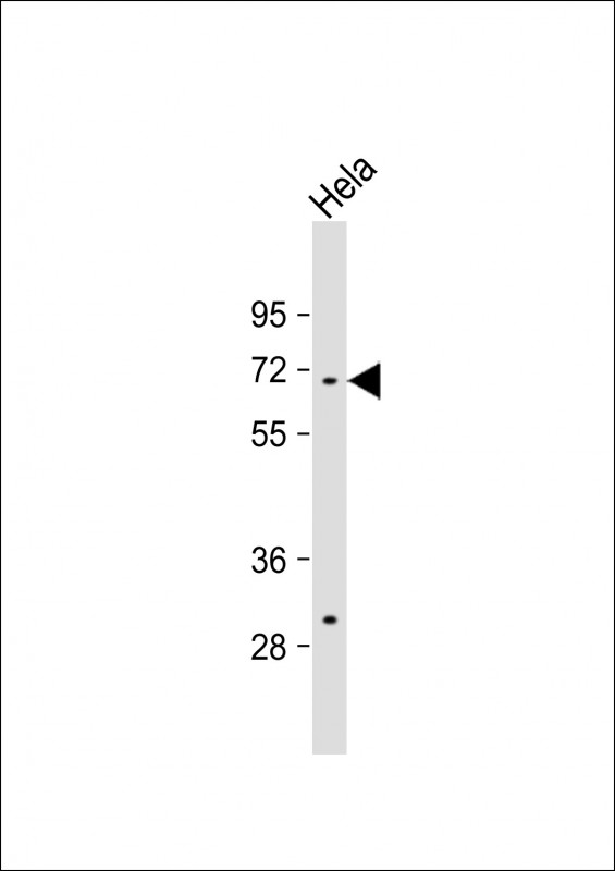 Anti-TAF1B Antibody (Center) at 1:1000 dilution + Hela whole cell lysate Lysates/proteins at 20 µg per lane. Secondary Goat Anti-Rabbit IgG, (H+L), Peroxidase conjugated at 1/10000 dilution. Predicted band size : 69 kDa Blocking/Dilution buffer: 5% NFDM/TBST.