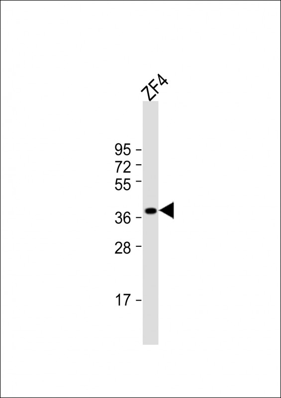 Anti-(DANRE) efnb2a Antibody (Center) at 1:1000 dilution + ZF4 whole cell lysate Lysates/proteins at 20 µg per lane. Secondary Goat Anti-Rabbit IgG, (H+L), Peroxidase conjugated at 1/10000 dilution. Predicted band size : 37 kDa Blocking/Dilution buffer: 5% NFDM/TBST.