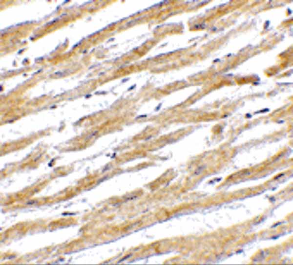 Immunohistochemistry of PD-L1 in human heart tissue with PD-L1 antibody at 2.5 µg/mL.