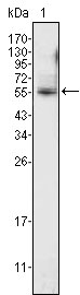 Figure 1: Western blot analysis using ETV4 mouse mAb against K562 cell lysate (1).