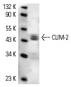 CLIM-2 (N-18): sc-11198. Western blot analysis of CLIM-2 expression in HeLa nuclear extract.