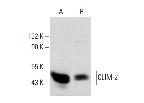 CLIM-2 (N-18): sc-11198. Western blot analysis of CLIM-2 expression in IMR-32 (A) and CCRF-CEM (B) nuclear extracts.