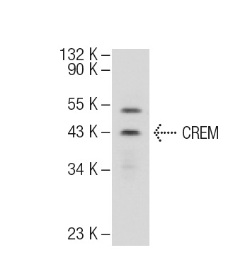 CREM (X-12): sc-440. Western blot analysis of CREM expression in Jurkat nuclear extract.