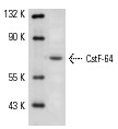 CstF-64 (C-20): sc-16473. Western blot analysis of CstF-64 expression in phorbol-induced HeLa nuclear extract.