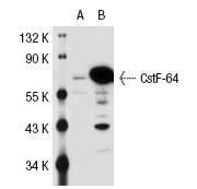 CstF-64 (C-20): sc-16473. Western blot analysis of CstF-64 expression in non-transfected: sc-117752 (A) and human CstF-64 transfected: sc-114748 (B) 293T whole cell lysates.