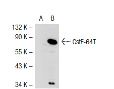CstF-64 (C-20): sc-16473. Western blot analysis of CstF-64T expression in non-transfected: sc-117752 (A) and mouse CstF-64T transfected: sc-119490 (B) 293T whole cell lysates.