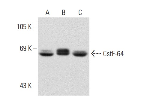 CstF-64 (C-20): sc-16473. Western blot analysis of CstF-64 expression in non-transfected: sc-117752 (A) and human CstF-64 transfected: sc-175895 (B) 293T whole cell lysates and BJAB nuclear extract (C).