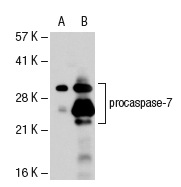 caspase-7 (10-1-62): sc-56063. Western blot analysis of caspase-7 expression in non-transfected: sc-110760 (A) and human caspase-7 transfected: sc-112228 (B) 293 whole cell lysates.