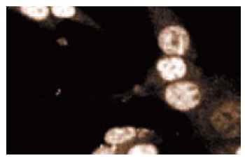 DDX38 (50): sc-135880. Immunofluorescence staining of ES2 cells showing nuclear staining.