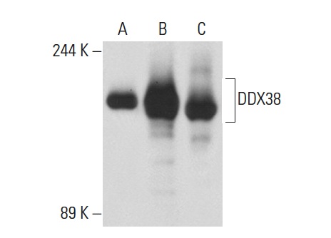 DDX38 (50): sc-135880. Western blot analysis of DDX38 expression in non-transfected 293T: sc-117752 (A), human DDX38 transfected 293T: sc-174932 (B) and NIH/3T3 (C) whole cell lysates.
