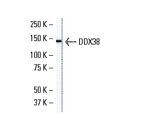 VAX2 (VAX2A8F12): sc-81422 Western Blot analysis of VAX2 expression in NIH3T3 whole cell lysate.