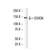 VAX2 (VAX2A8F12): sc-81422 Western Blot analysis of VAX2 expression in NIH/3T3 whole cell lysate.