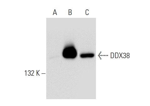 DDX38 (2271C1a): sc-81081. Western blot analysis of DDX38 expression in non-transfected 293T: sc-117752 (A), human DDX38 transfected 293T: sc-174917 (B) and HeLa (C) whole cell lysates.
