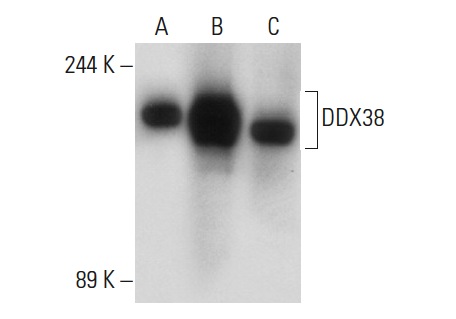 DDX38 (2271C1a): sc-81081. Western blot analysis of DDX38 expression in non-transfected 293T: sc-117752 (A), human DDX38 transfected 293T: sc-174932 (B) and NIH/3T3 (C) whole cell lysates.