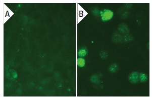 DDX38 (2271C1a): sc-81081. Immunofluorescence staining of methanol-fixed untransfected (A) and human DDX38 transfected HEK 293 cells (B).