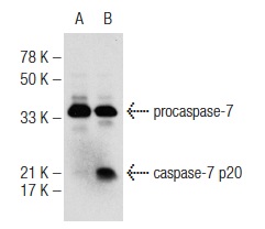 caspase-7 (10.1.60): sc-81654. Western blot analysis of caspase-7 expression in untreated (A) and Staurosporine (sc-3510) treated (B) HeLa whole cell lysates. Note cleaved caspase-7 expression in lane B.