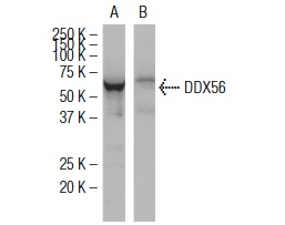 DDX56 (5A7): sc-101018 Western blot analysis of DDX56 expression in human DDX56 transfected (A) and non-transfected (B) 293T whole cell lysates.