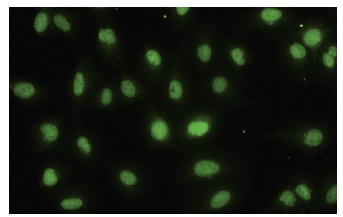 DDX56 (5A7): sc-101018. Immunofluorescence staining of paraformaldehyde-fixed HeLa cells showing nuclear localization.