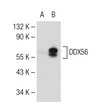 DDX56 (5A7): sc-101018. Western blot analysis of DDX56 expression in non-transfected: sc-117752 (A) and human DDX56 transfected: sc-175154 (B) 293T whole cell lysates.