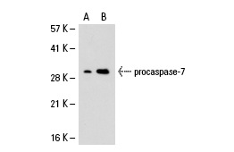 caspase-7 (7CSP03): sc-56066. Western blot analysis of caspase-7 expression in non-transfected: sc-110760 (A) and human caspase-7 transfected: sc-112228 (B) 293 whole cell lysates.