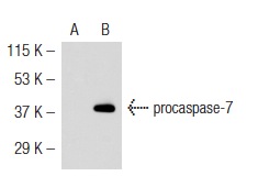 caspase-7 (7CSP03): sc-56066. Western blot analysis of caspase-7 expression in non-transfected: sc-110760 (A) and human caspase-7 transfected: sc-112228 (B) 293 whole cell lysates.