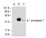 caspase-7 (7CSP03): sc-56066. Western blot analysis of caspase-7 expression in non-transfected 293T: sc-117752 (A), human caspase-7 transfected 293T: sc-176087 (B) and HeLa (C) whole cell lysates.