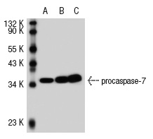caspase-7 (7CSP03): sc-56066. Western blot analysis of caspase-7 expression in non-transfected: sc-110760 (A) and human caspase-7 transfected: sc-112228 (B) 293 whole cell lysates.
