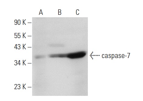 caspase-7 (7CSP03): sc-56066. Western blot analysis of caspase-7 expression in non-transfected 293T: sc-117752 (A), human caspase-7 transfected 293T: sc-176076 (B) and MCF7 (C) whole cell lysates.