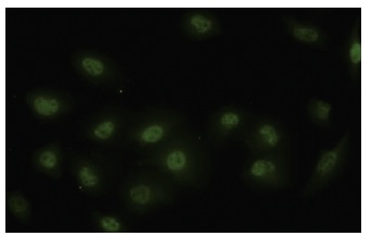 DPF2 (WW-2): sc-101106. Immunofluorescence staining of paraformaldehyde-fixed HeLa cells showing nuclear localization.