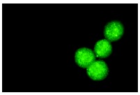E2A (V-18): sc-349. Immunofluorescence staining of methanol-fixed K-562 cells showing nuclear staining.