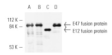 Western blot analysis of human recombinant E47 (A,B,D) and human recombinant E12 (C) fusion proteins. Antibodies tested include E2A (N-649): sc-763 (A), E2A (Yae): sc-416 (B) and E2A (V-18): sc-349 (C,D).