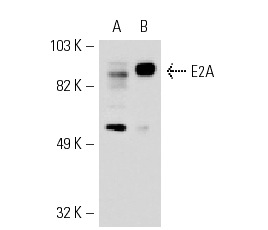 E2A (V-18): sc-349. Western blot analysis of E2A expression in non-transfected: sc-110760 (A) and mouse E2A transfected: sc-111268 (B) 293 whole cell lysates.