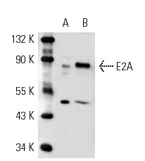 E2A (V-18): sc-349. Western blot analysis of E2A expression in non-transfected: sc-110760 (A) and mouse E2A transfected: sc-111268 (B) 293 whole cell lysates.