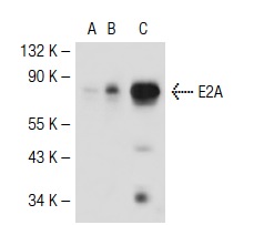 E2A (V-18): sc-349. Western blot analysis of E2A expression in non-transfected 293T: sc-117752 (A), mouse E2A transfected 293T: sc-119880 (B) and Jurkat (C) whole cell lysates.