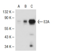 E2A (V-18): sc-349. Western blot analysis of E2A expression in non-transfected 293T: sc-117752 (A), mouse E2A transfected 293T: sc-119881 (B) and Jurkat (C) whole cell lysates.