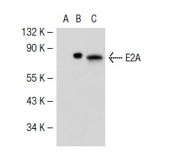 E2A (Yae): sc-416. Western blot analysis of E2A expression in non-transfected 293T: sc-117752 (A), mouse E2A transfected 293T: sc-119880 (B) and Jurkat (C) whole cell lysates.