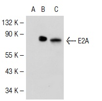 E2A (Yae): sc-416. Western blot analysis of E2A expression in non-transfected 293T: sc-117752 (A), mouse E2A transfected 293T: sc-119881 (B) and Jurkat (C) whole cell lysates.
