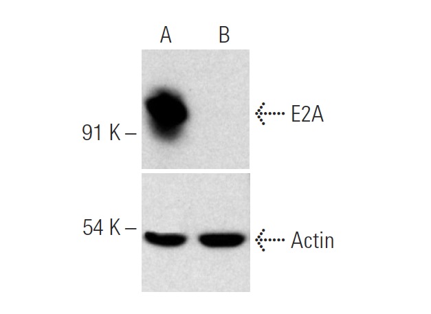 E2A CRISPR/Cas9 KO Plasmid (h): sc-423303. Western blot analysis of human E2A expression in empty vector control (A) and E2A CRISPR/Cas9 KO Plasmid trans-fected (B) NIH/3T3 whole cell lysates. Blot probed with E2A (Yae): sc-416. Actin (I-19): sc-1616 used as specificity and loading control.