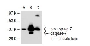 caspase-7 p20 (B-5): sc-28295. Western blot analysis of caspase-7 expression in non-transfected 293: sc-110760 (A), human caspase-7 transfected 293: sc-112228 (B) and HeLa (C) whole cell lysates.
